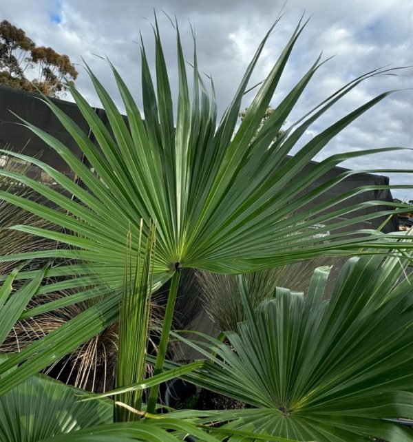 Chinese Fan Palm