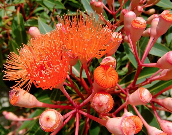 Corymbia ficifolia Baby Orange