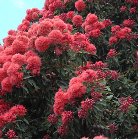 Corymbia ficifolia Calypso