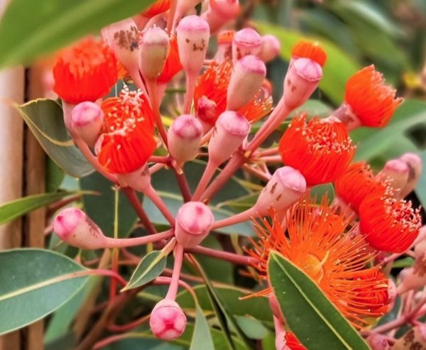 Corymbia ficifolia Wild Sunset