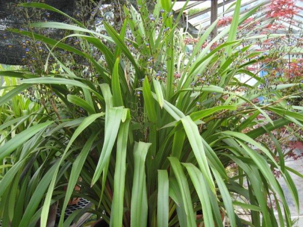 Dianella Emerald Arch