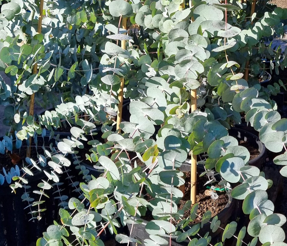Eucalyptus-cinerea-Silver-Dollar-Gum Eucalytpus cinerea Silver Dollar Gum