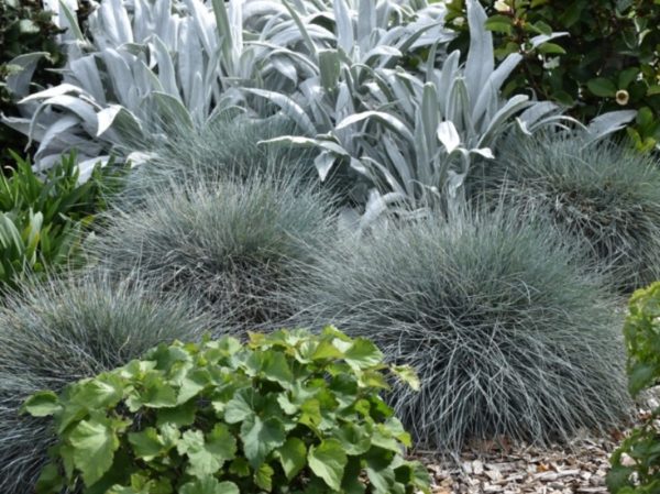 Blue Fescue Beyond Blue Festuca glauca