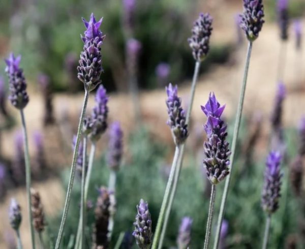 French Lavender