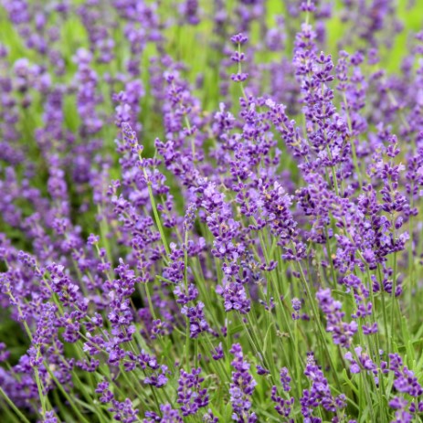 French Lavender