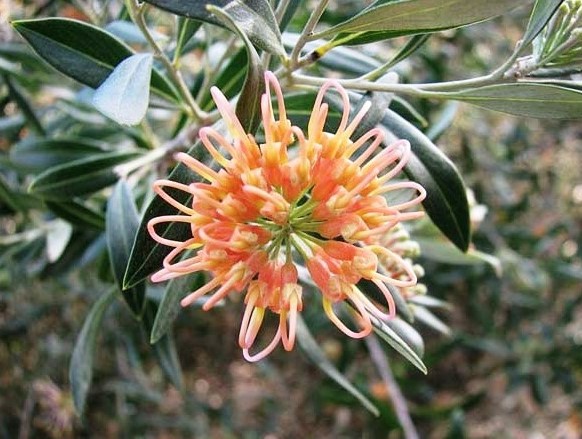 Grevillea Apricot Glow