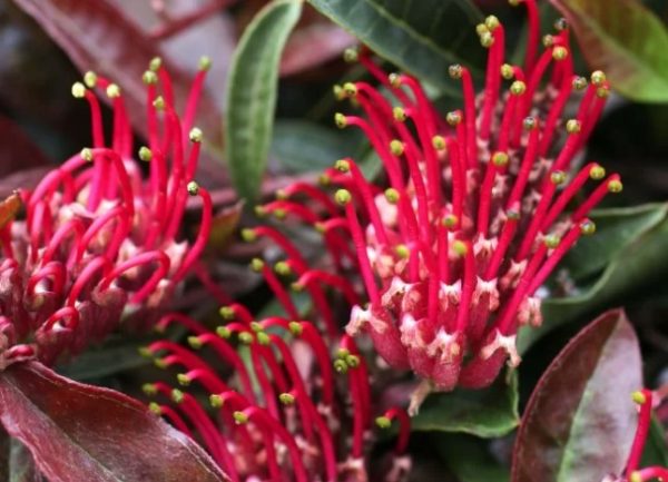 Grevillea Crimson Carpet