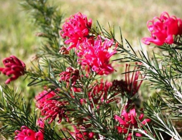 Grevillea Crimson Villea