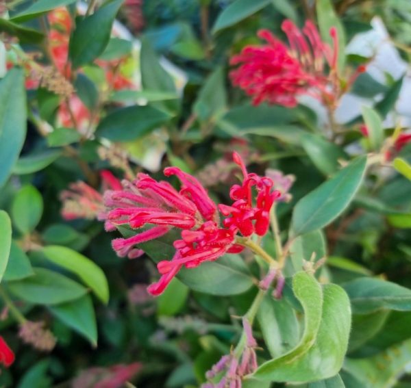 Grevillea Deua Flame