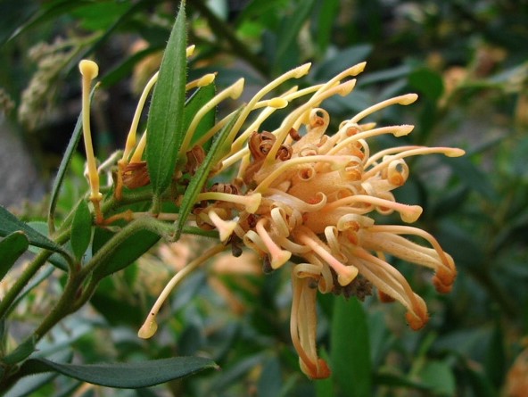 Grevillea Deua Gold