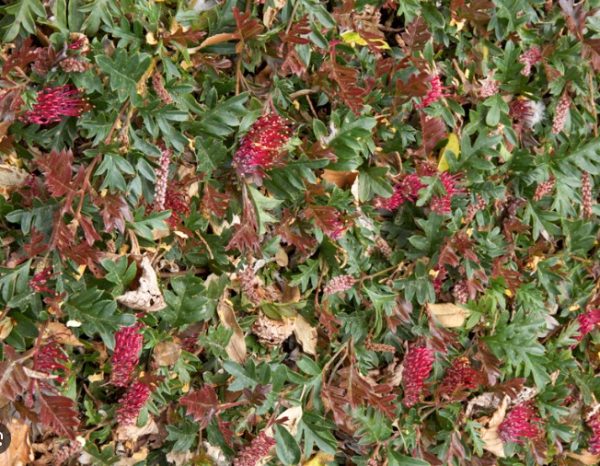 Grevillea Fishbone Flat