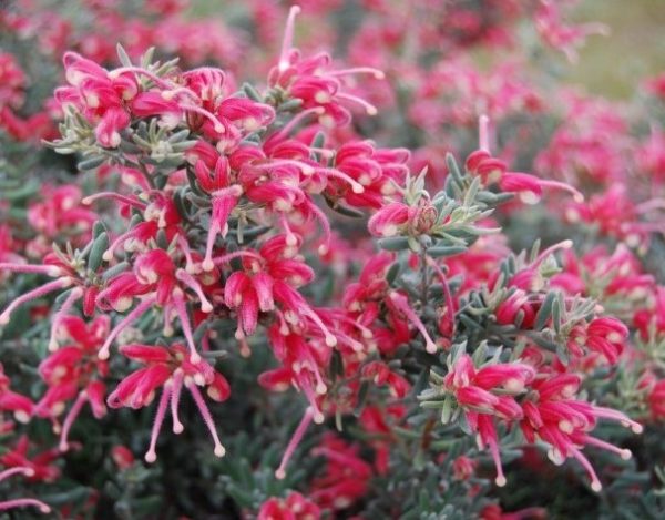 Grevillea Jelly Baby