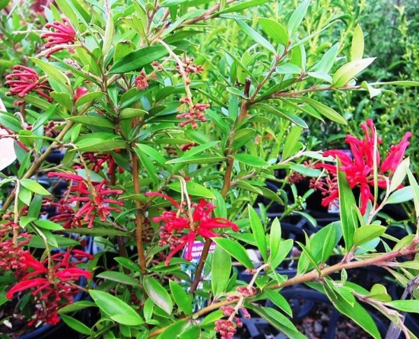 Grevillea Lady O