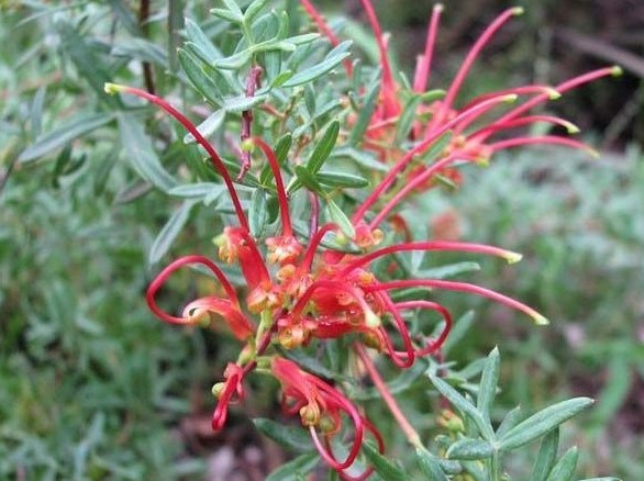 Grevillea Olive Red