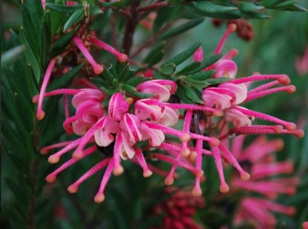 Grevillea Rosys Baby