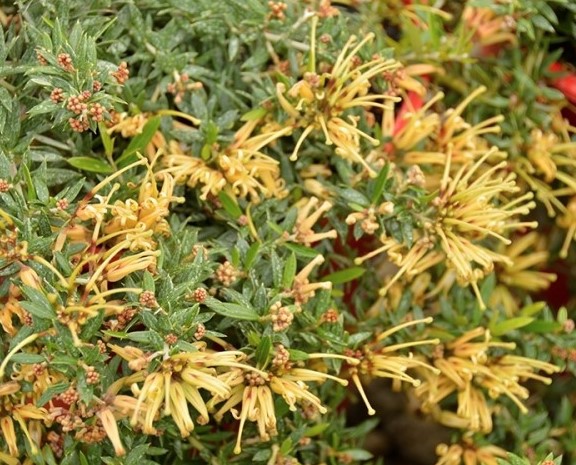 Grevillea Sunkissed