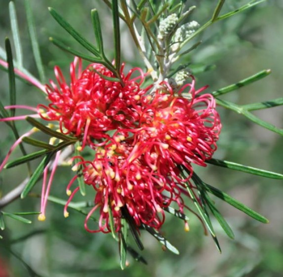 Grevillea Winpara Gem