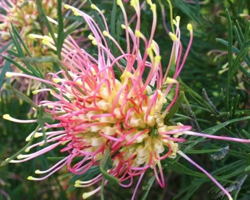 Grevillea Winpara Gold