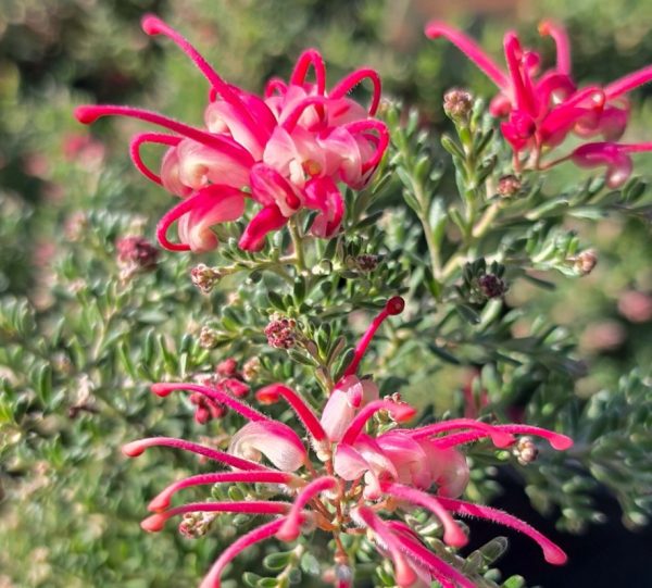 Grevillea Groundcover Winter Delight