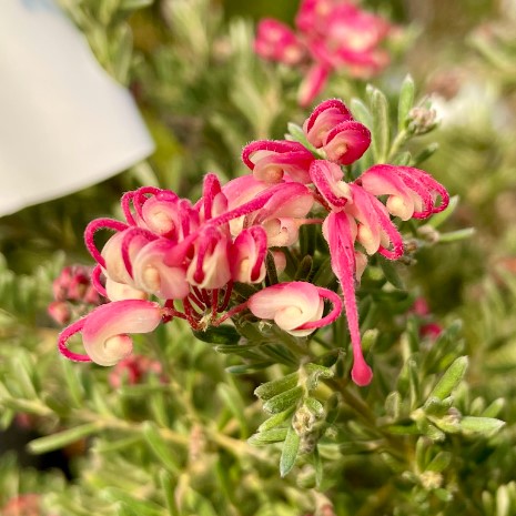 Grevillea Winter Delight