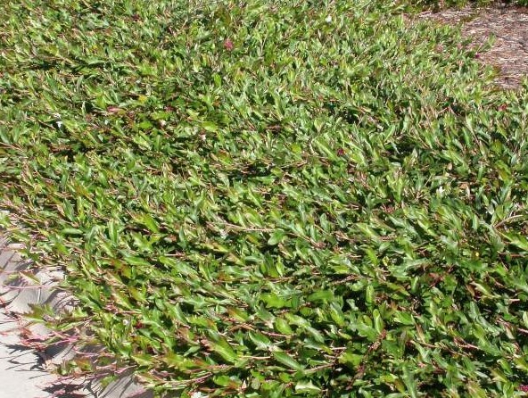 Grevillea Bedspread