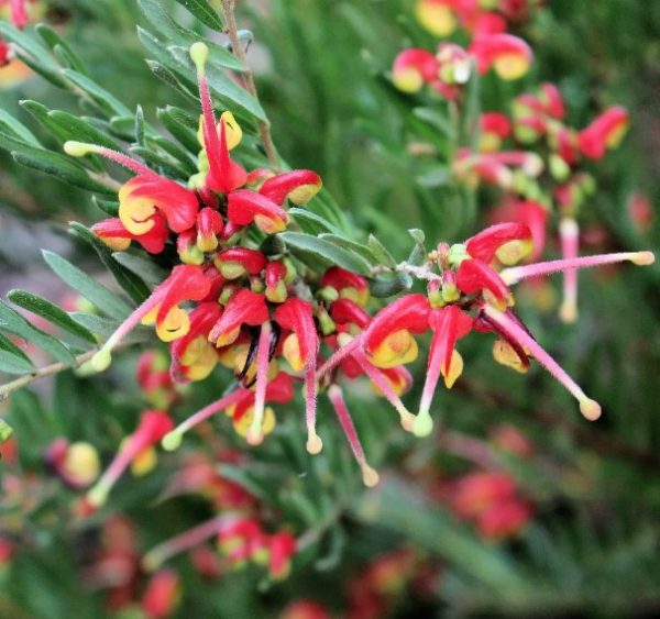 Grevillea