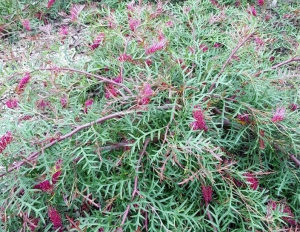 Grevillea Carpet Layer