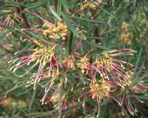 Grevillea Flora Mason