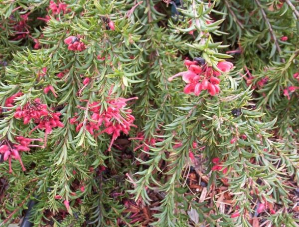 Grevillea John Evans