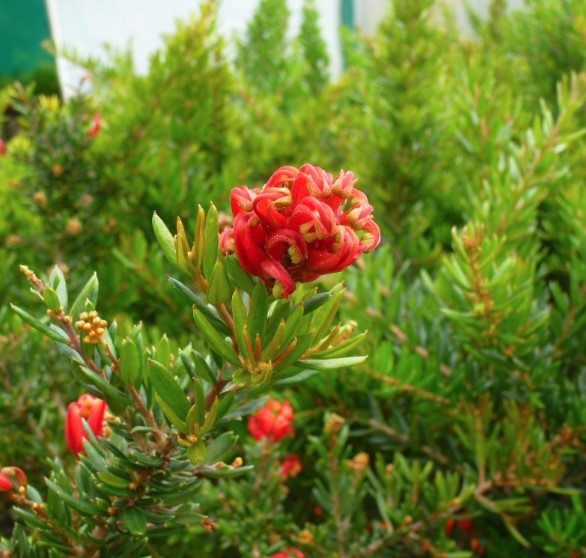 Grevillea Knockout