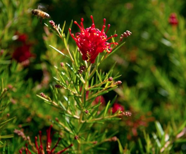Grevillea Legacy Flame