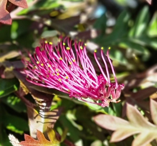 Grevillea Moe Gem