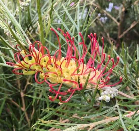 Grevillea Outback Sunrise