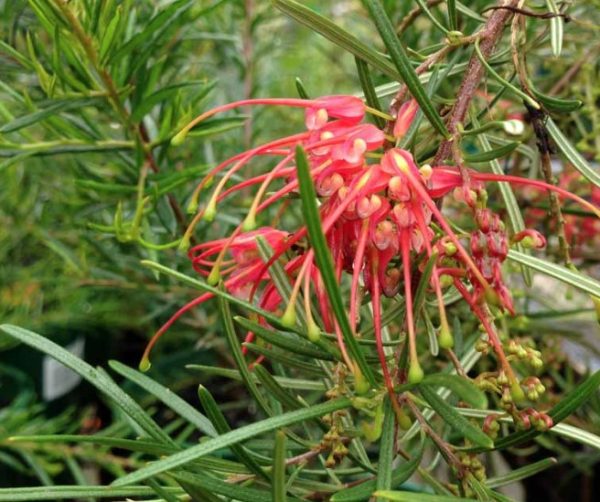 Grevillea Pinaster
