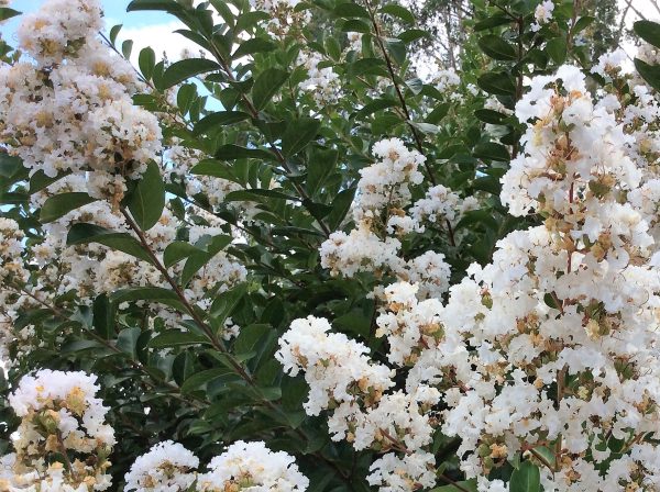 White Crepe Myrtle Acoma