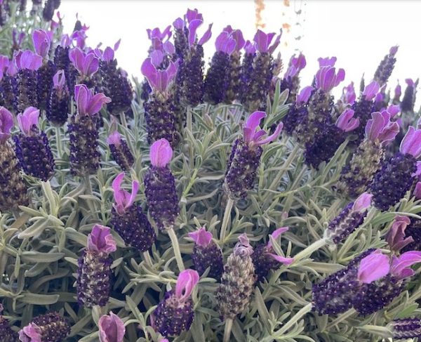 Lavender La Diva Big Night