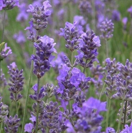 Lavender La Dive Romance