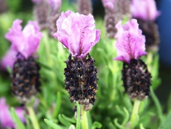 Lavender Little Posie Mauve