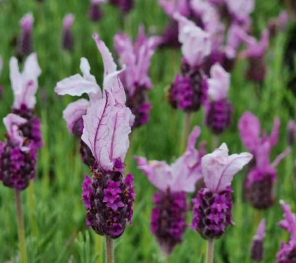 Lavender Pink Queen