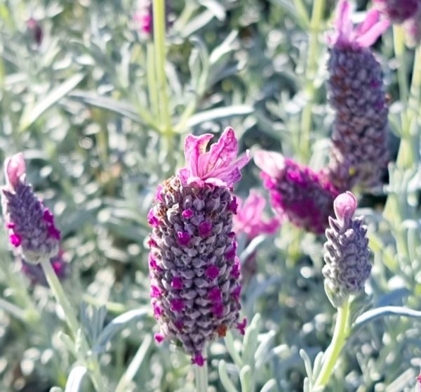 Lavender Silver Lining Eternity