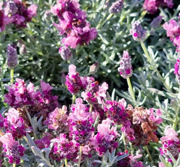 Lavender Silver Lining Love