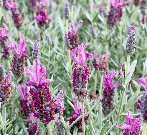 Lavender Silver Lining Passion
