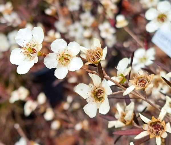 Lemon Scented Tea Tree Copper Glow