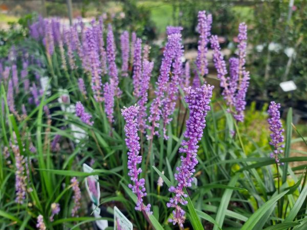 Liriope