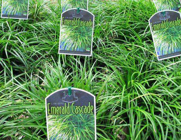 Liriope Emerald Cascade