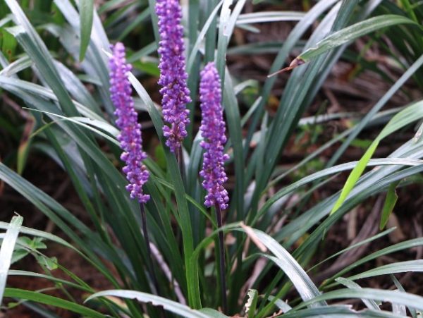 Liriope Summer Beauty