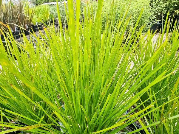 Lomandra confertifolia pallida Trojan