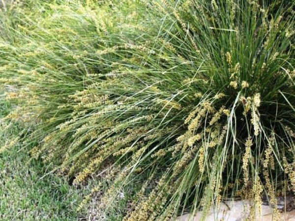 Lomandra Shara