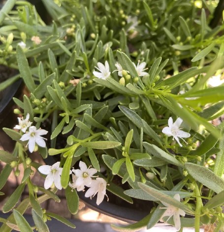 Myoporum parvifolium Mallee Carpet Creeping Boobialla