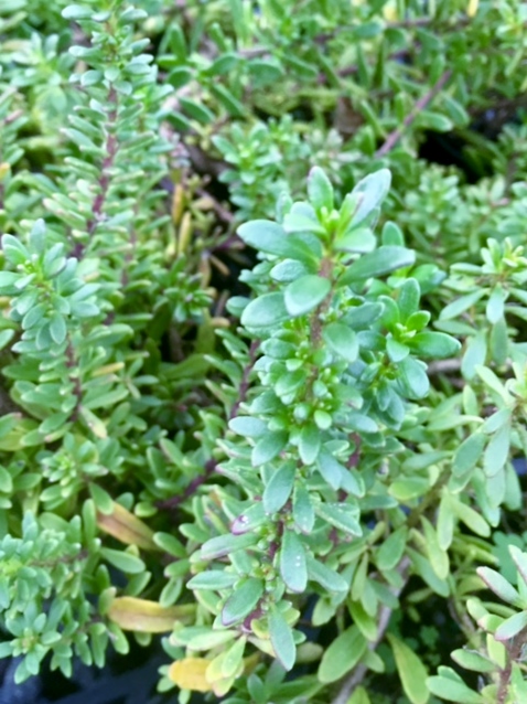 Creeping Boobialla Rosea Myoporum parvifolium
